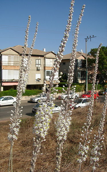 Urginea maritima